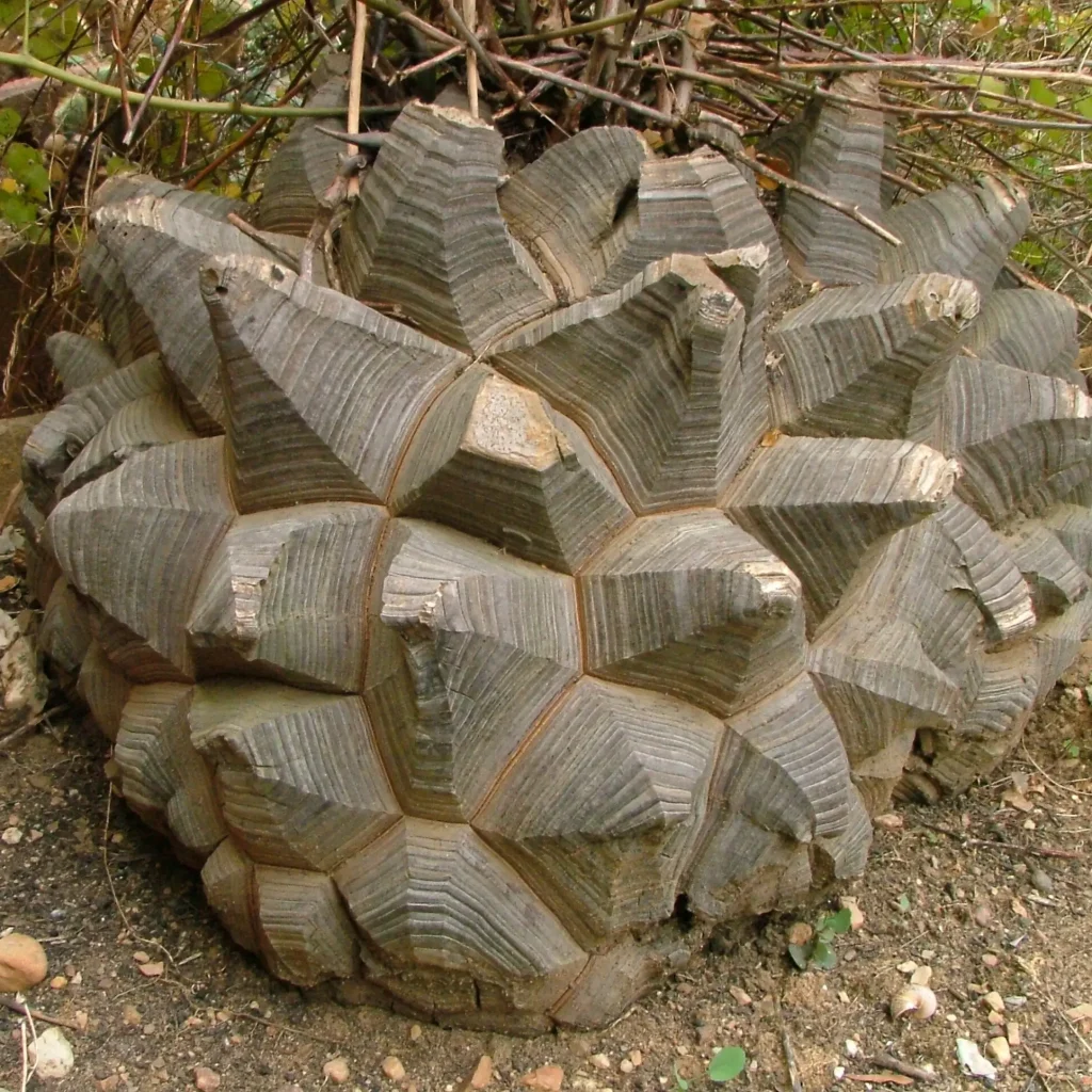 Olifantsvoet – Dioscorea Elephantipes