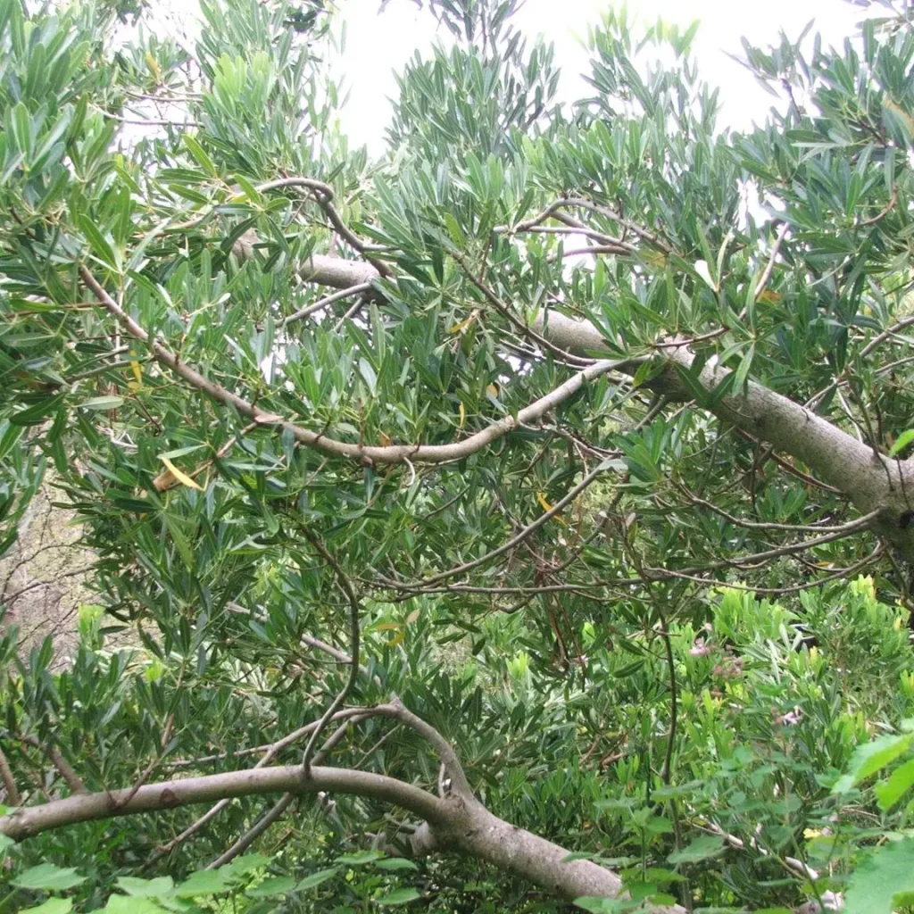 Kaapse sterkastaiing (Sterculia alexandrii)