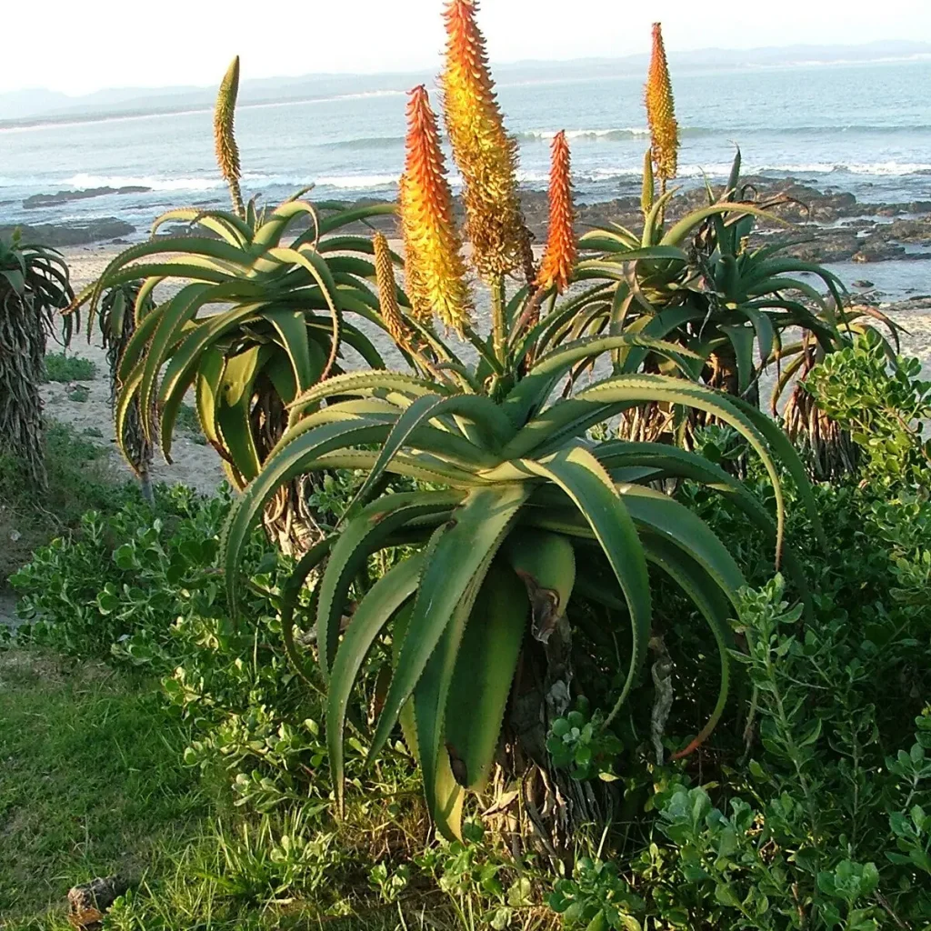 Die UItenhage aalwayn – Aloe Africana