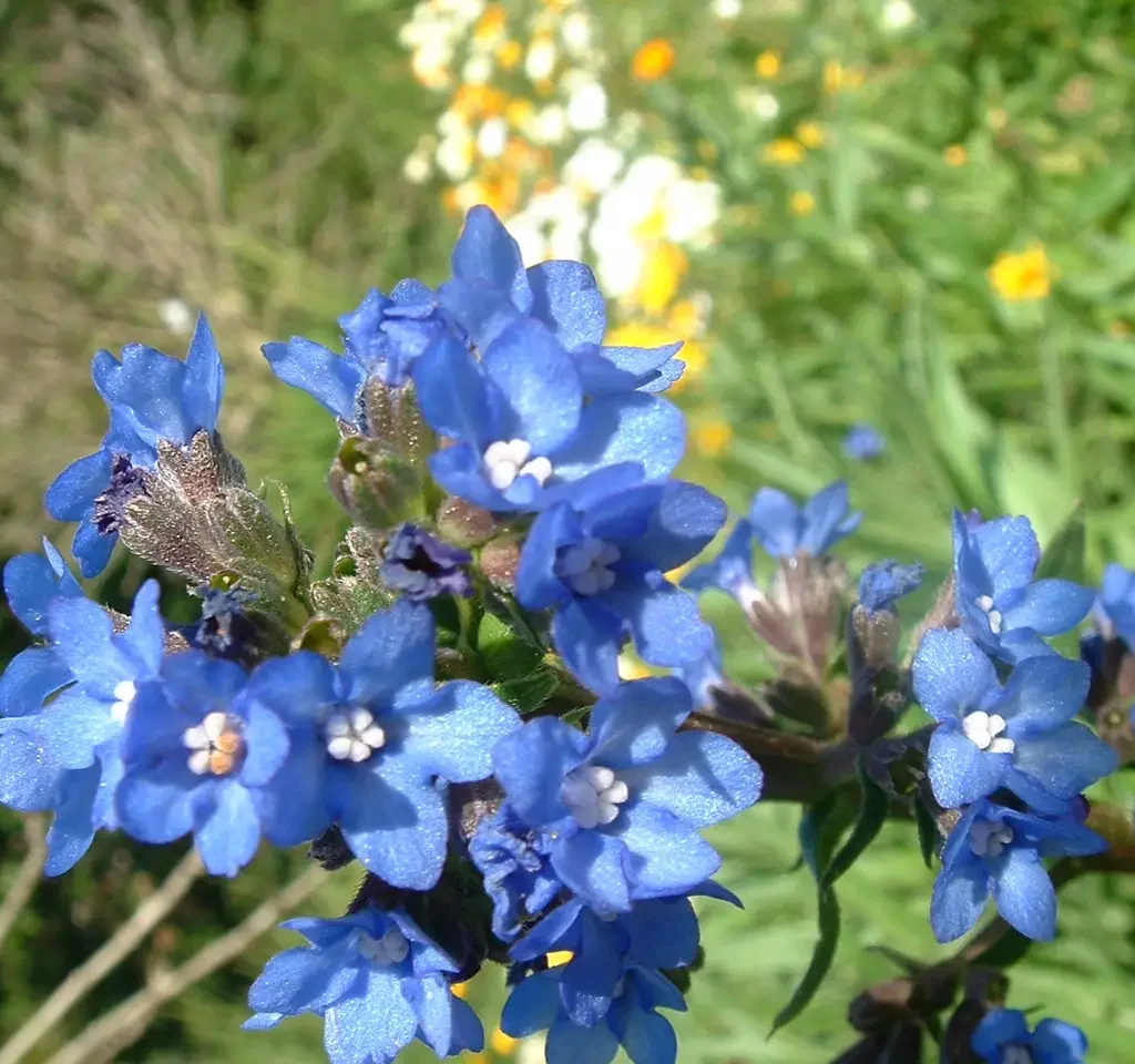 Vergeetmynietjie – Anchusa Capensis