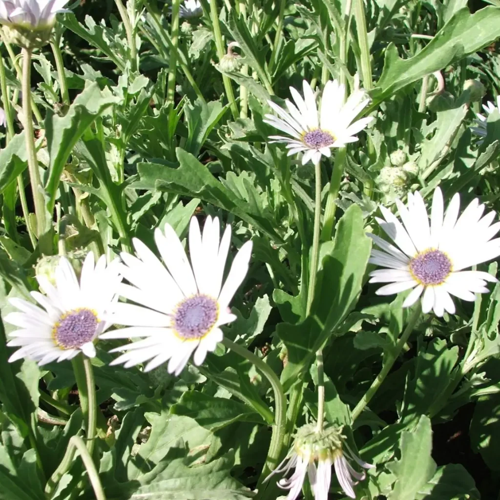 Boesmanland gousblom – Arctotis Venusta