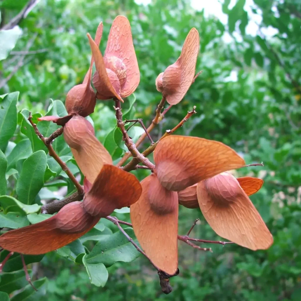 Atalaya Capensis