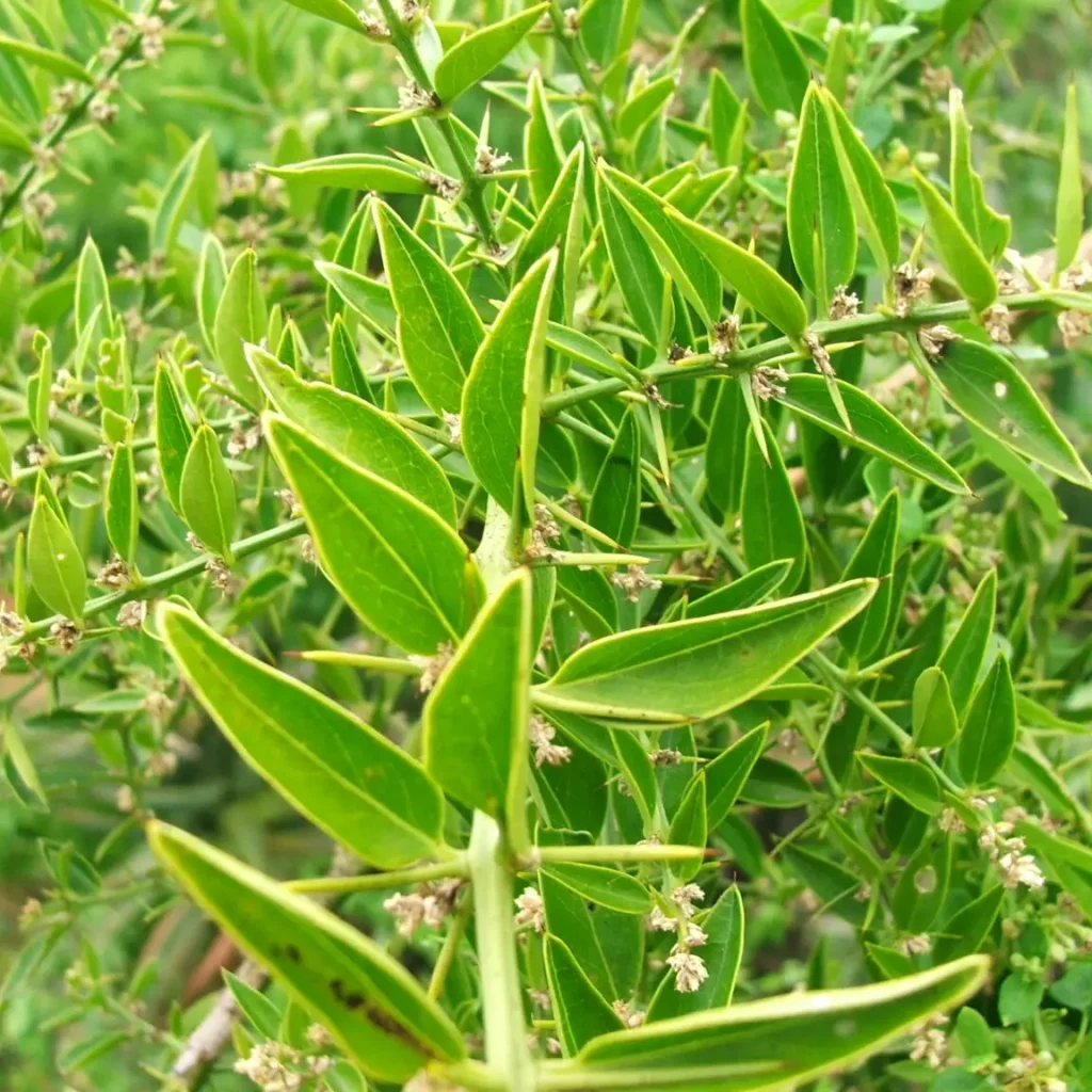Speldedoring – Azima tetracanthas