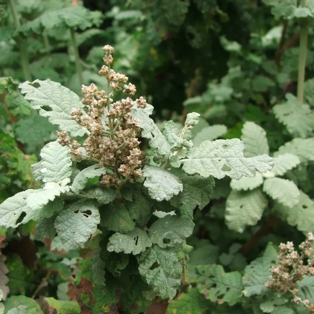Basterolien (Buddleja saligna)