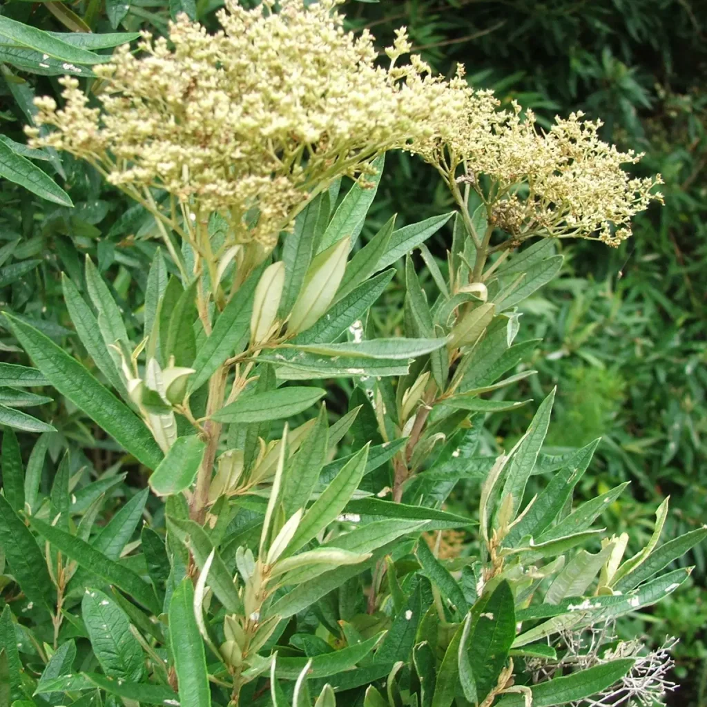 Basterolien (Buddleja saligna)