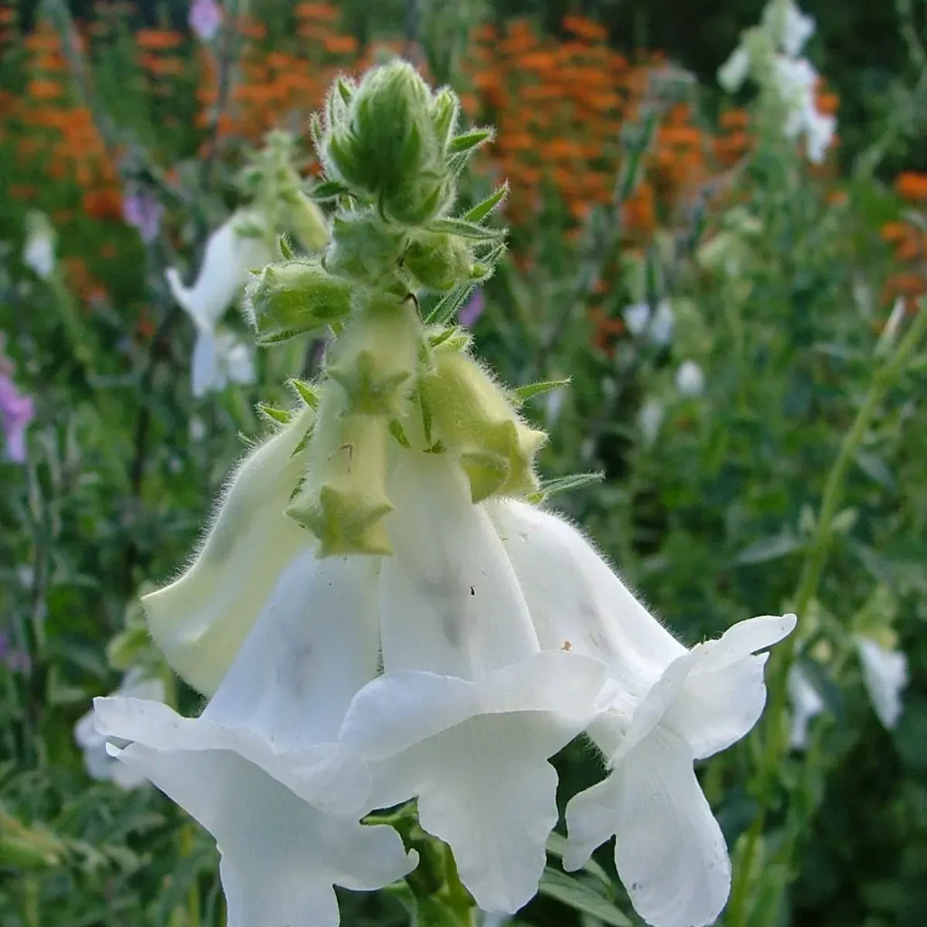 Vingehoedblom – Ceratohteca Triloba (wit)