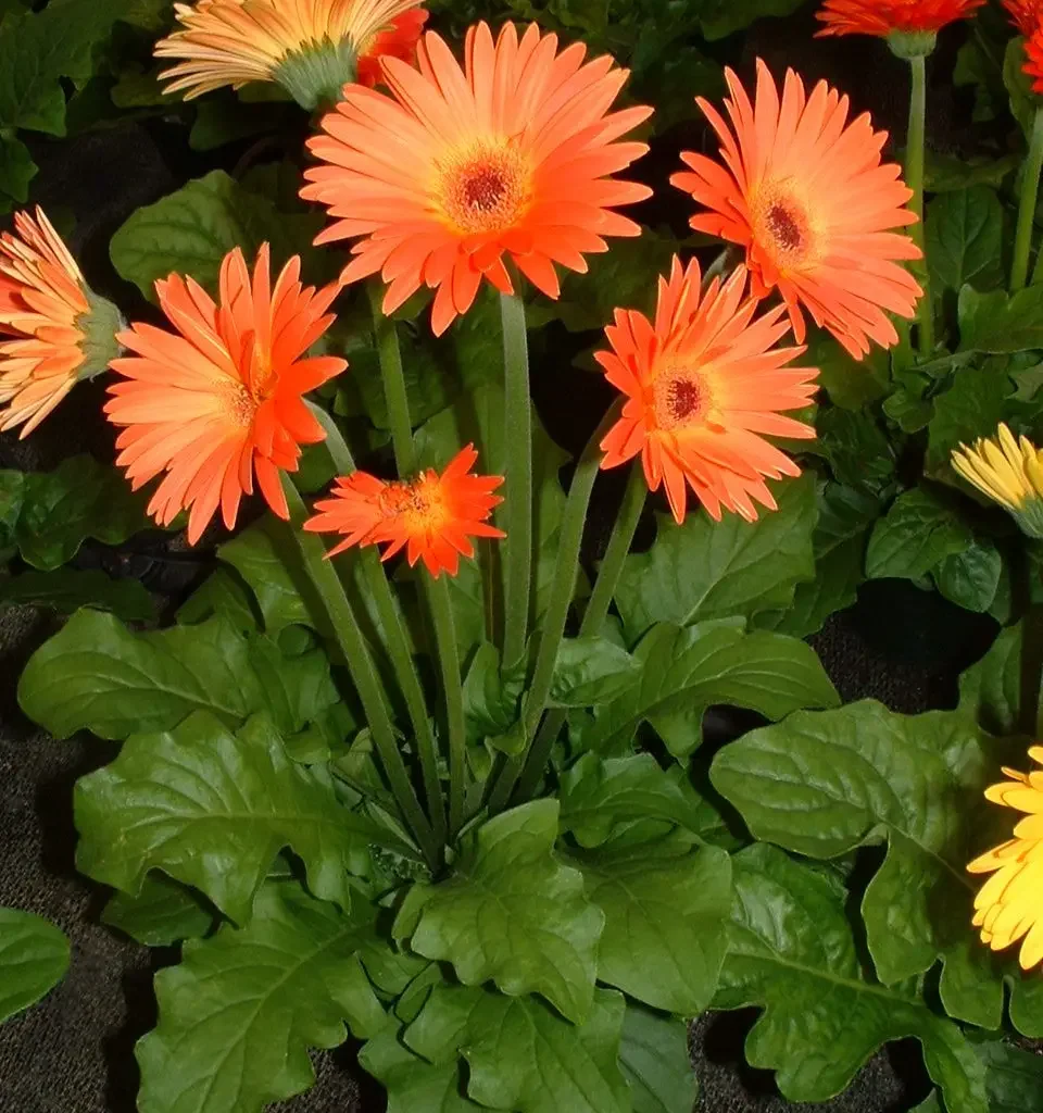 Barberton Madeliefies – Gerbera jamesonii