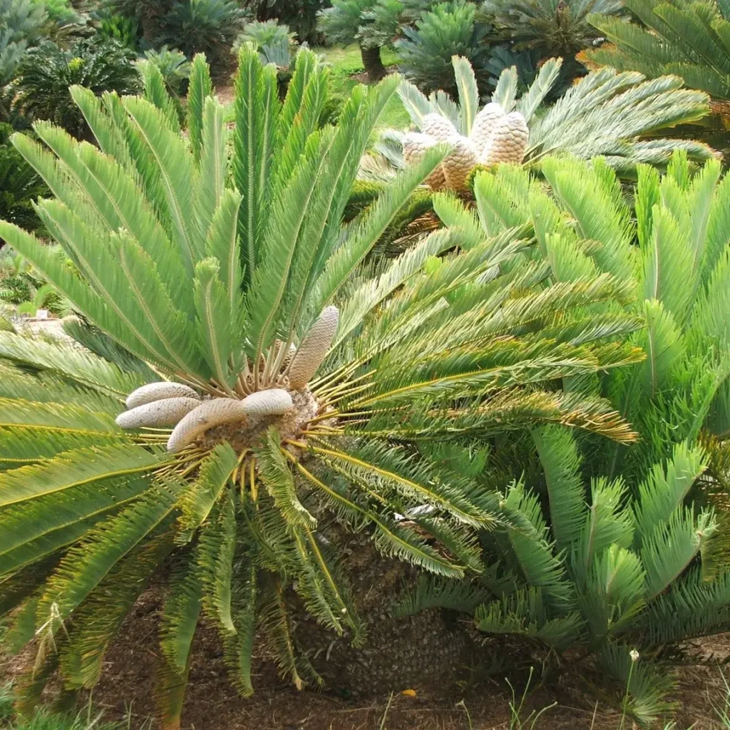Withaarbroodboom (Encepahlartos friderici-guilielmi)