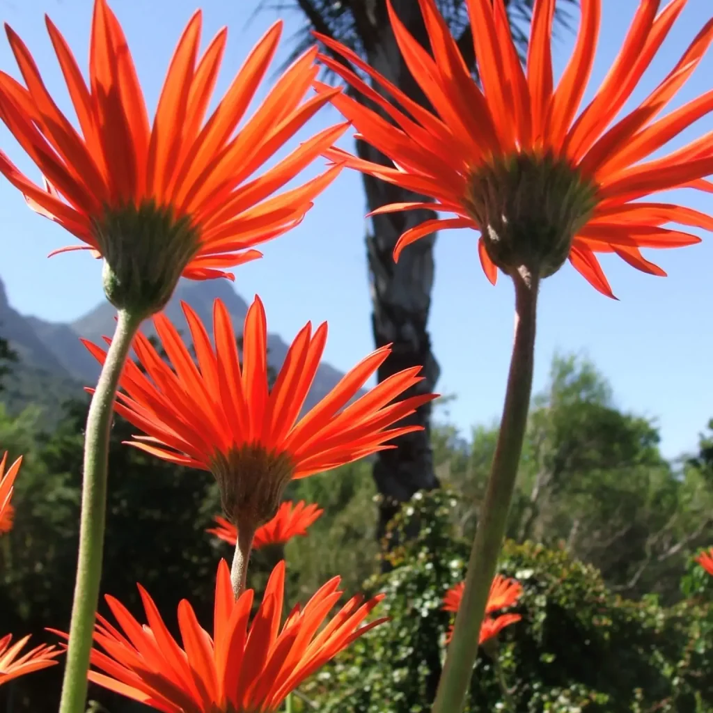 Barberton Madeliefies – Gerbera jamesonii
