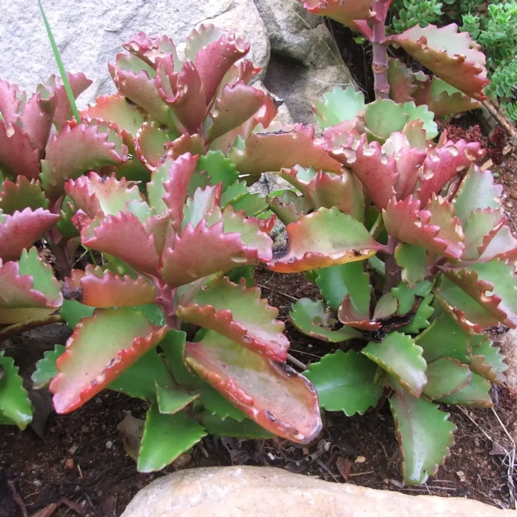 Bosveldplakkie – KalanchoeS exangulare