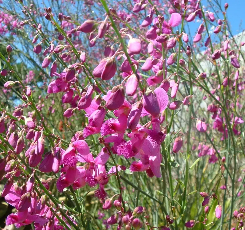 Bloubesem – Polygala Virgata