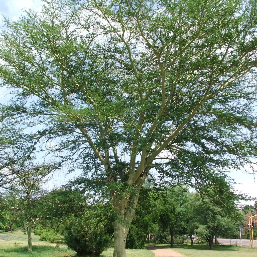 Die kenmerkende geelgroen stam van die koorsboom