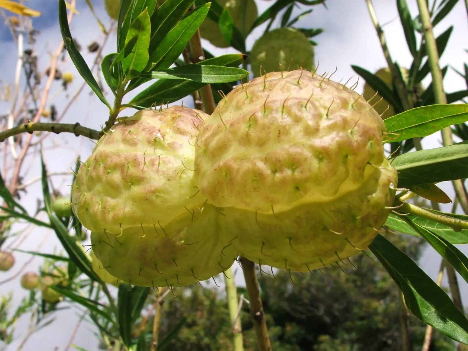 AsclepiasPhyusocarpa