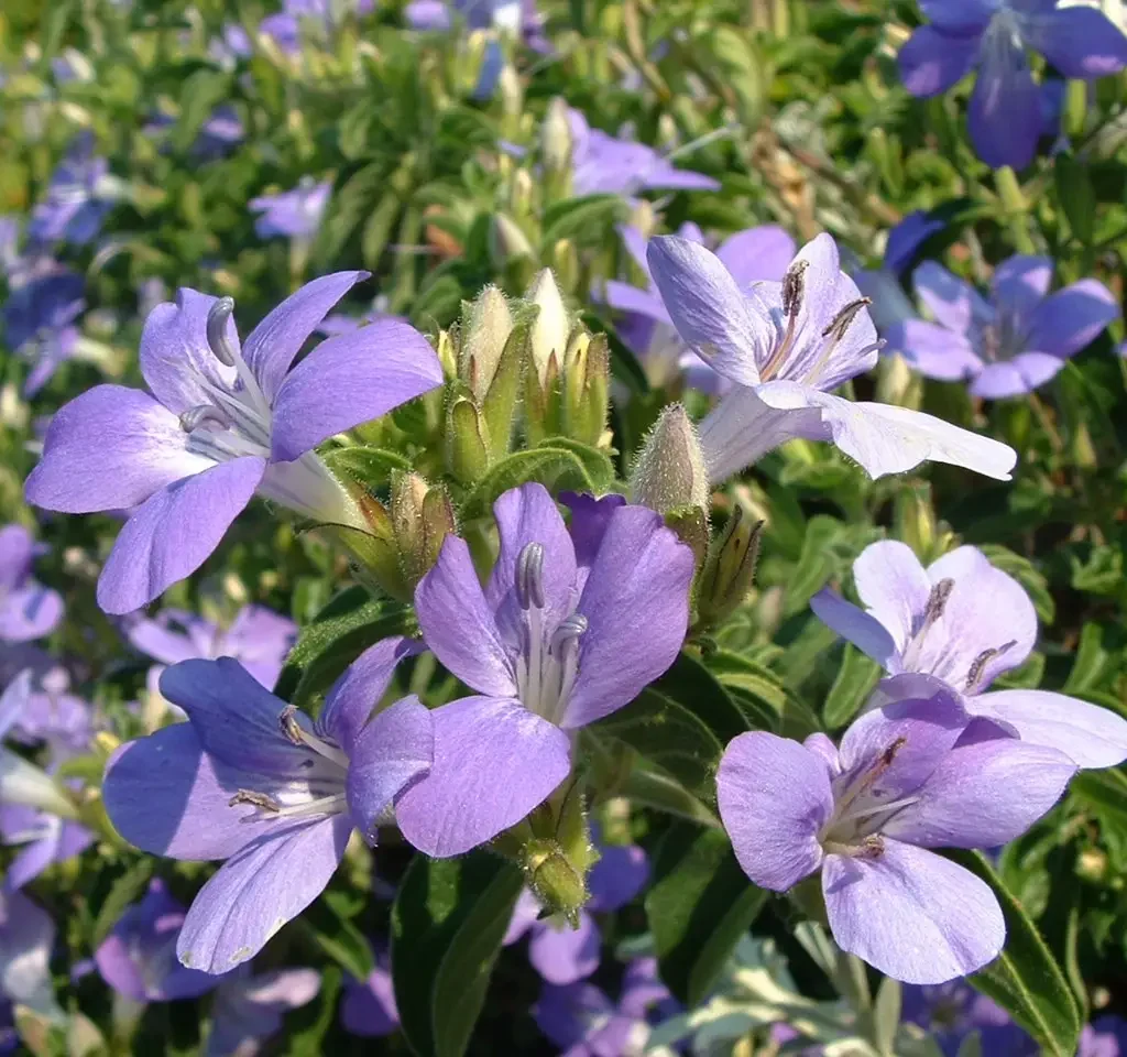 Bloublommetjie – Barleria Obtusa