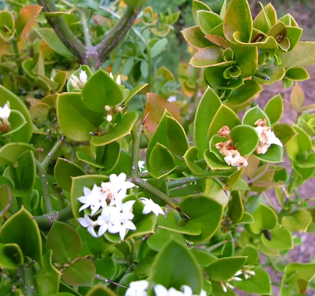 Noemnoem – Carissa bispinosa