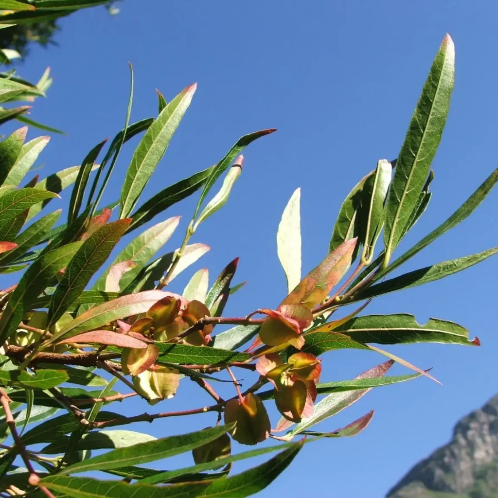 Kaapse Vaderlandswilg (Combretum caffrum)