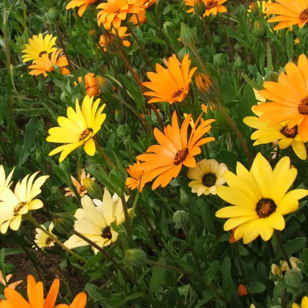 Gousblomme