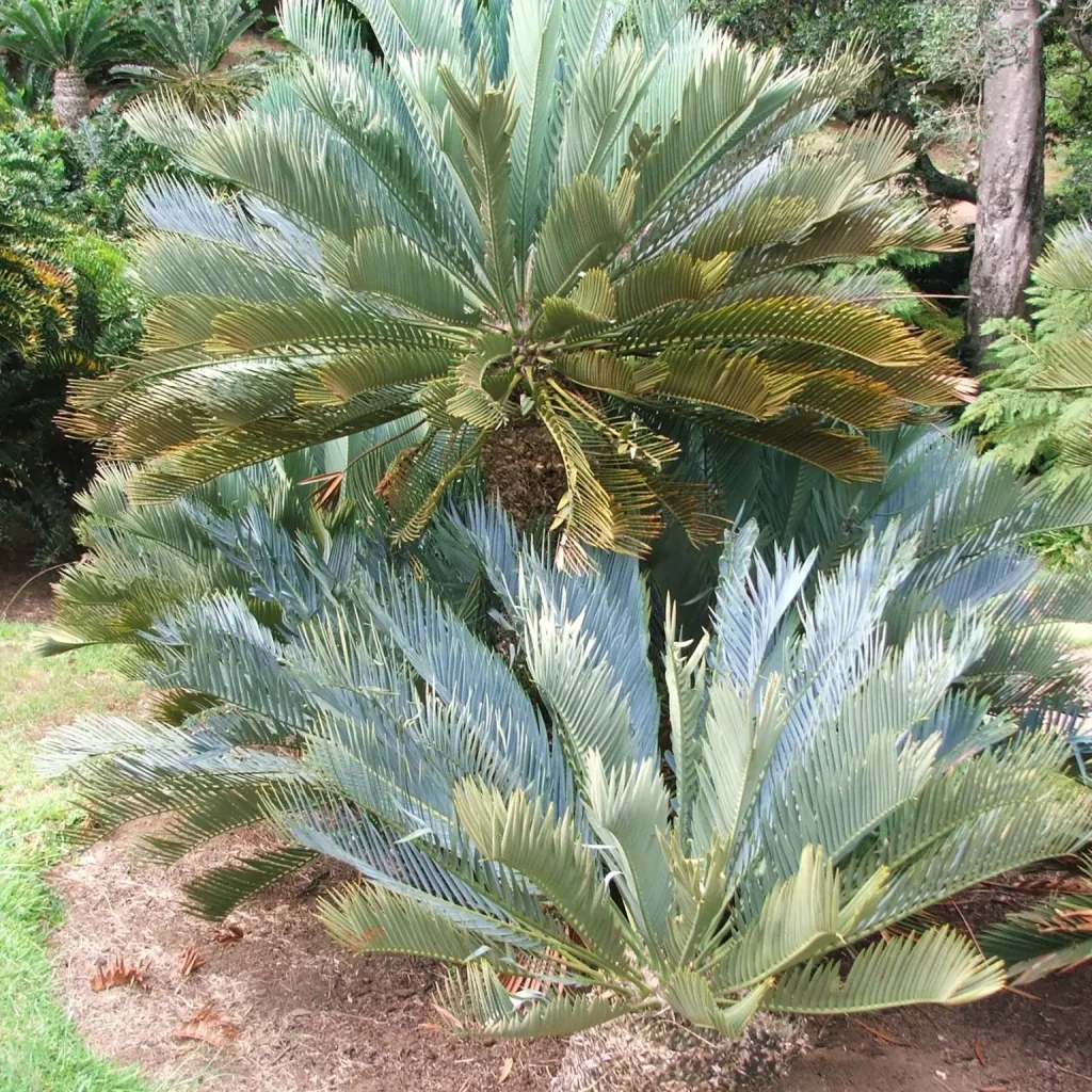 Karoo-broodboom (Encephalartos lehmannii)