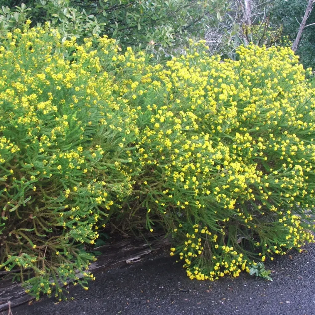 Euryops Virgineus