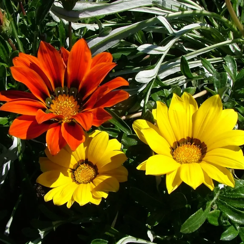 Gazania Krebsiana