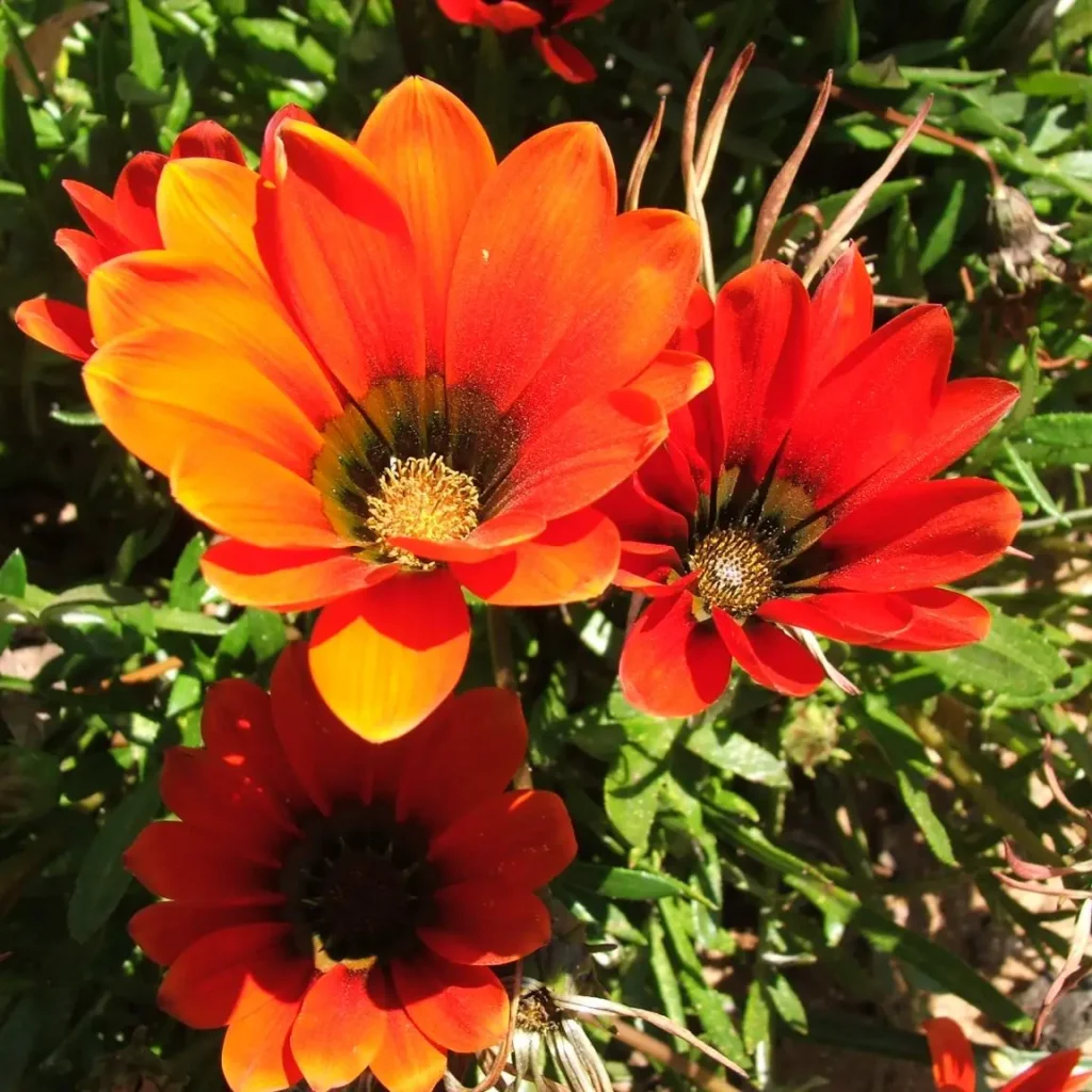 Gazania Krebsiana