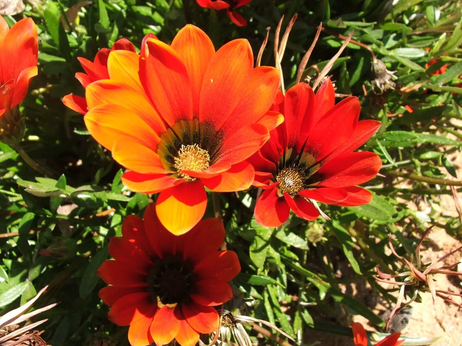 Gazania Krebsiana