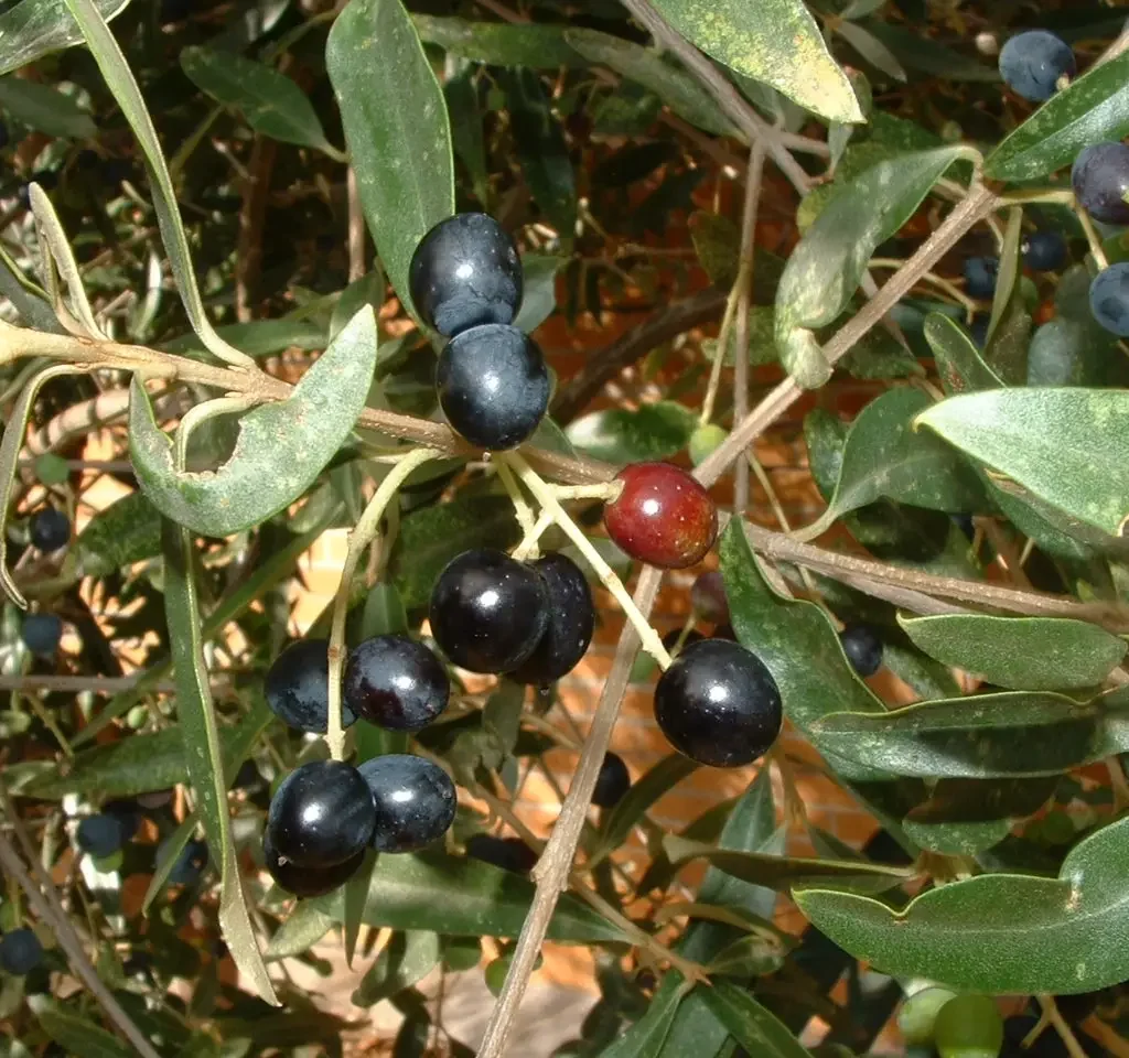 Olien (Olea europaea subsp. africana)