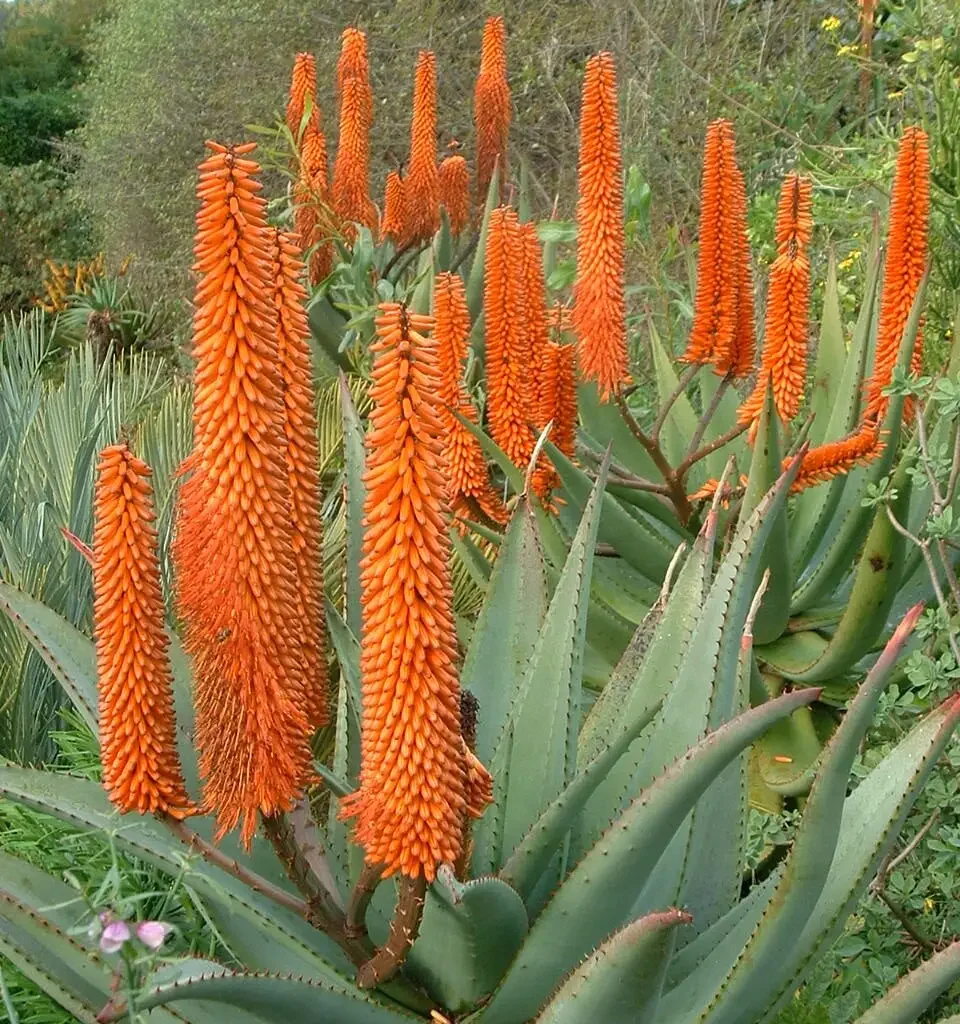 Die bitteraalwyn – Aloe ferox
