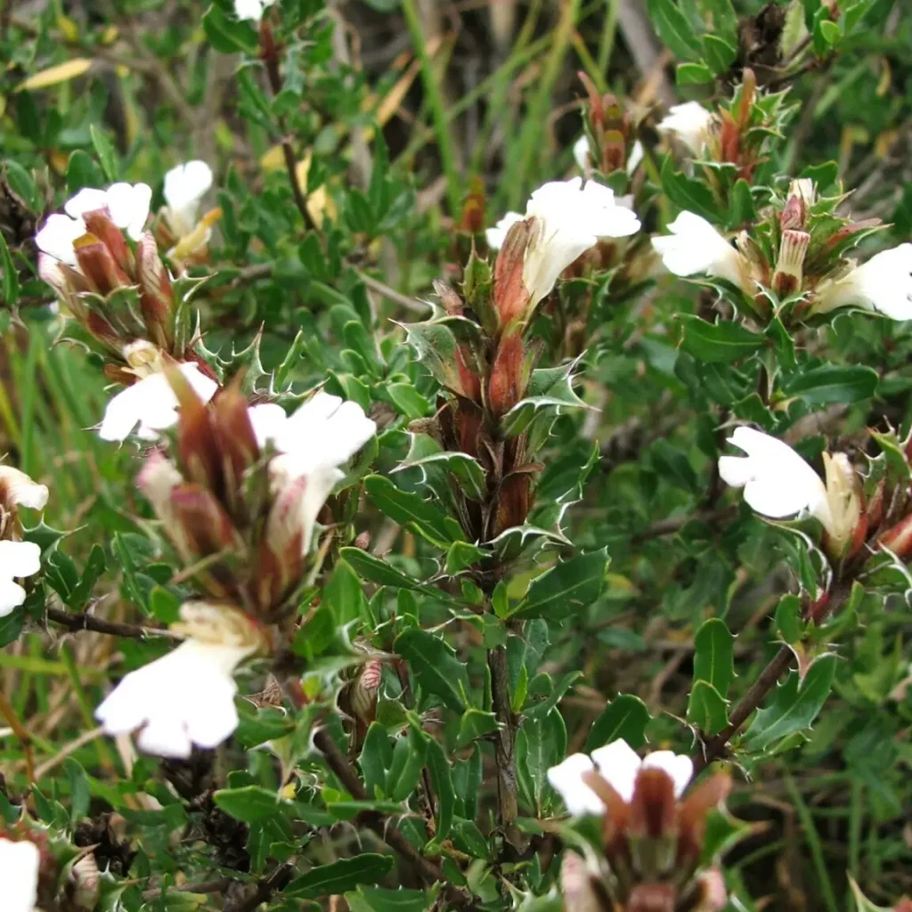 Jakkalsdoring – Blepharis Capensis