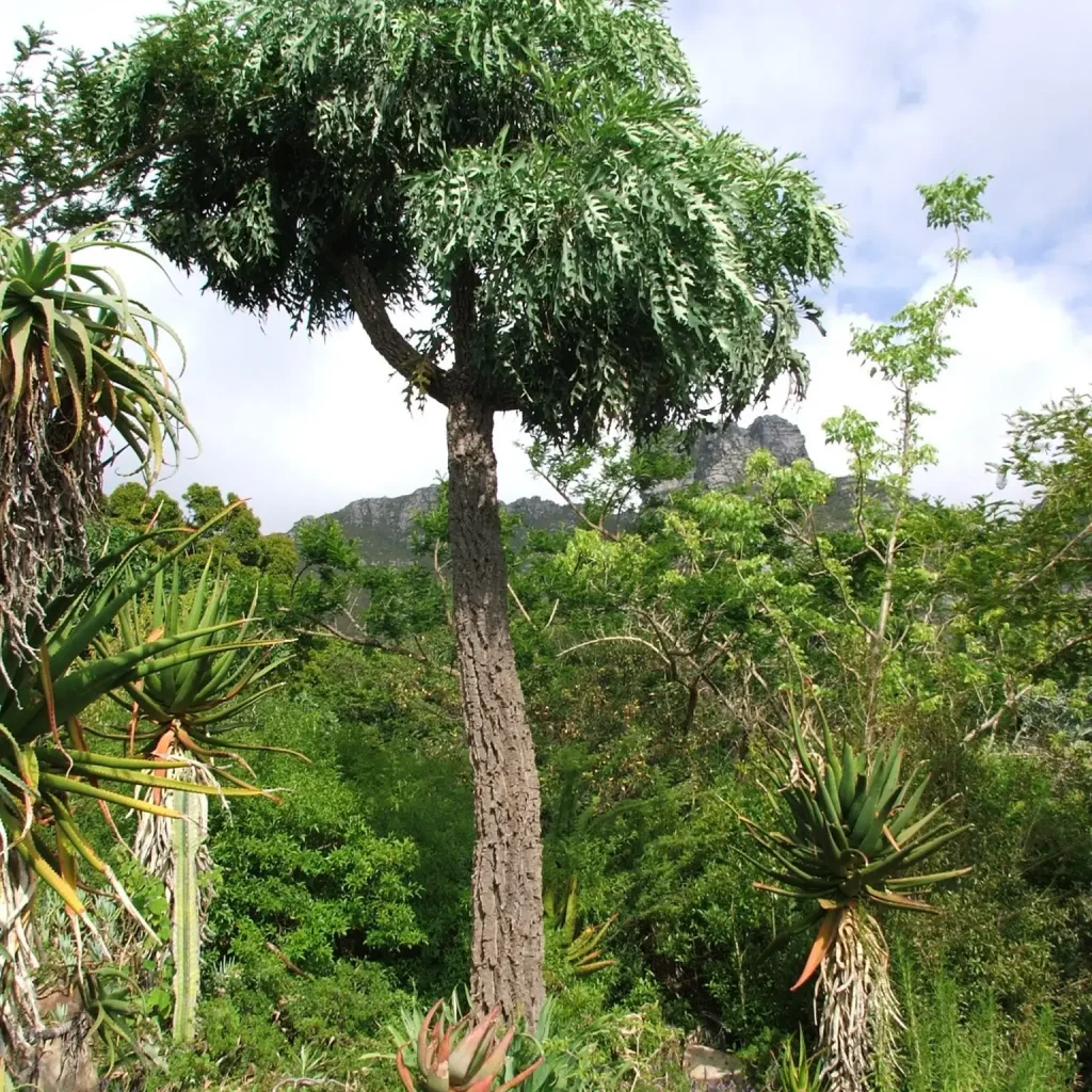 Bergkiepersol (Cussonia paniculata var.paniculata)