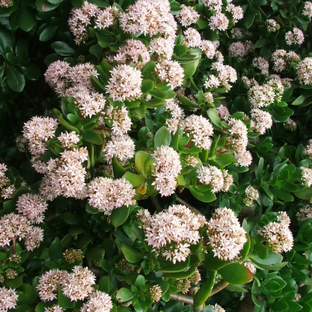 Plakkies – Crassula Ovata
