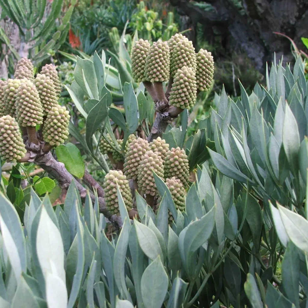 Gamtoos-kiepersol (Cussonia gamtooesensis)