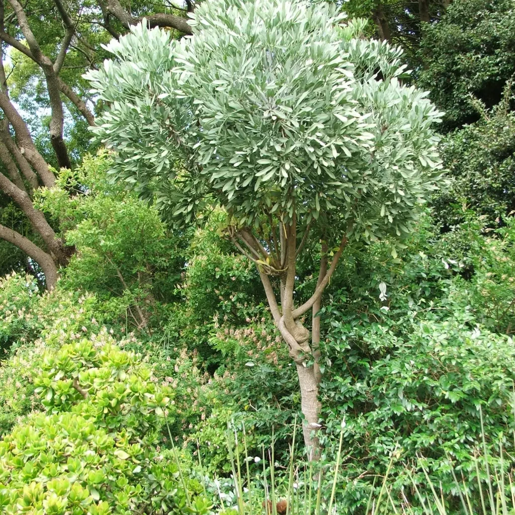Gamtoos-kiepersol (Cussonia gamtooesensis)