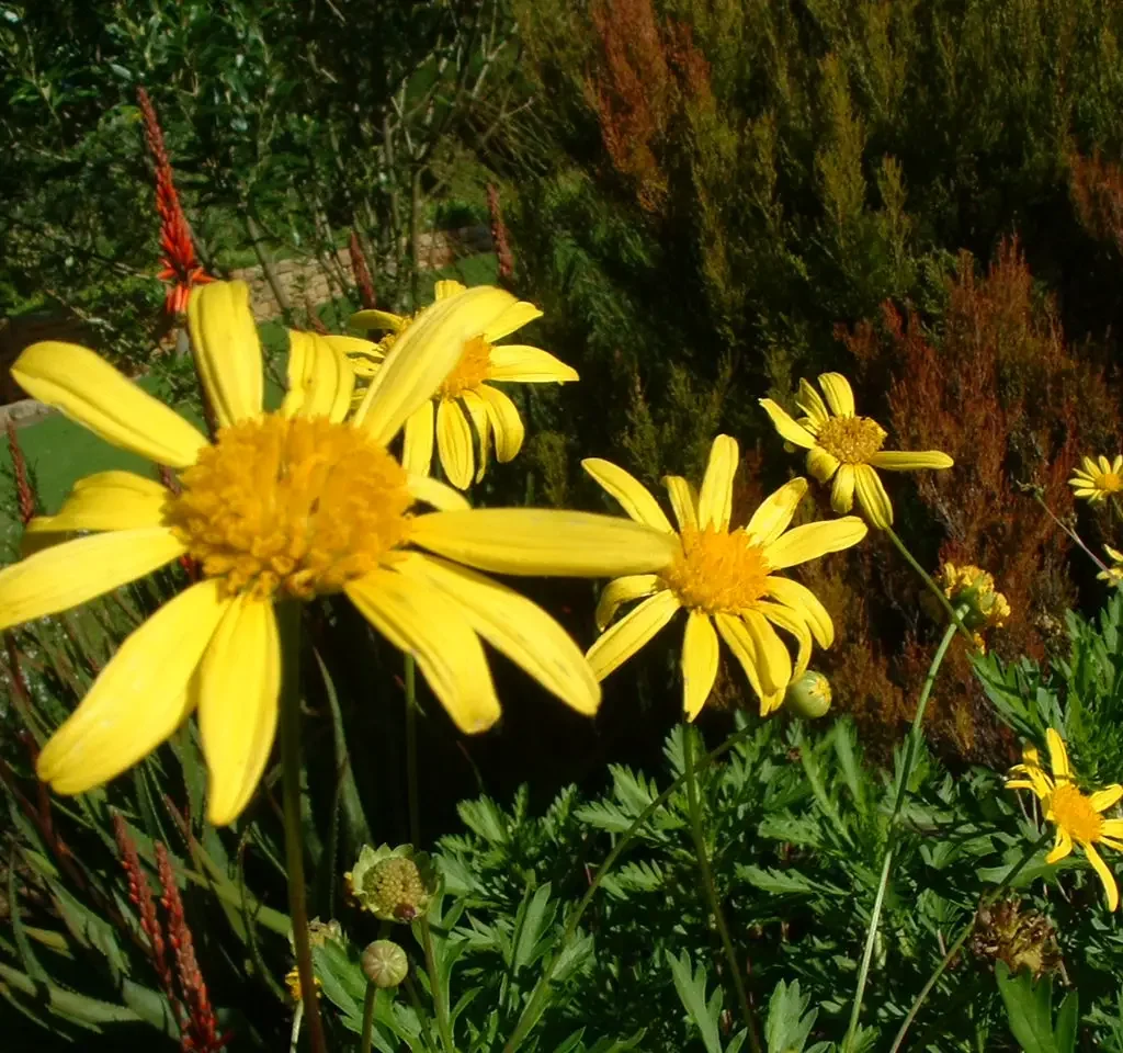 Harpuismagriet – Chrysanthemoides Eur