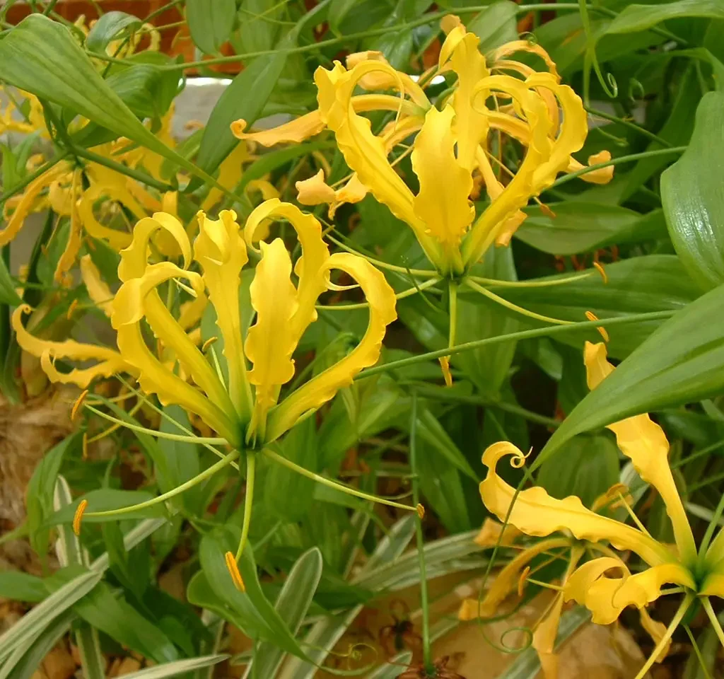Bosveld tjinkerentjee (Ornithogalum saundersiae)
