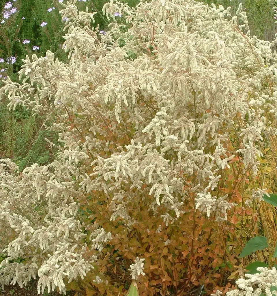 Karoo Foam Aerva Lucura