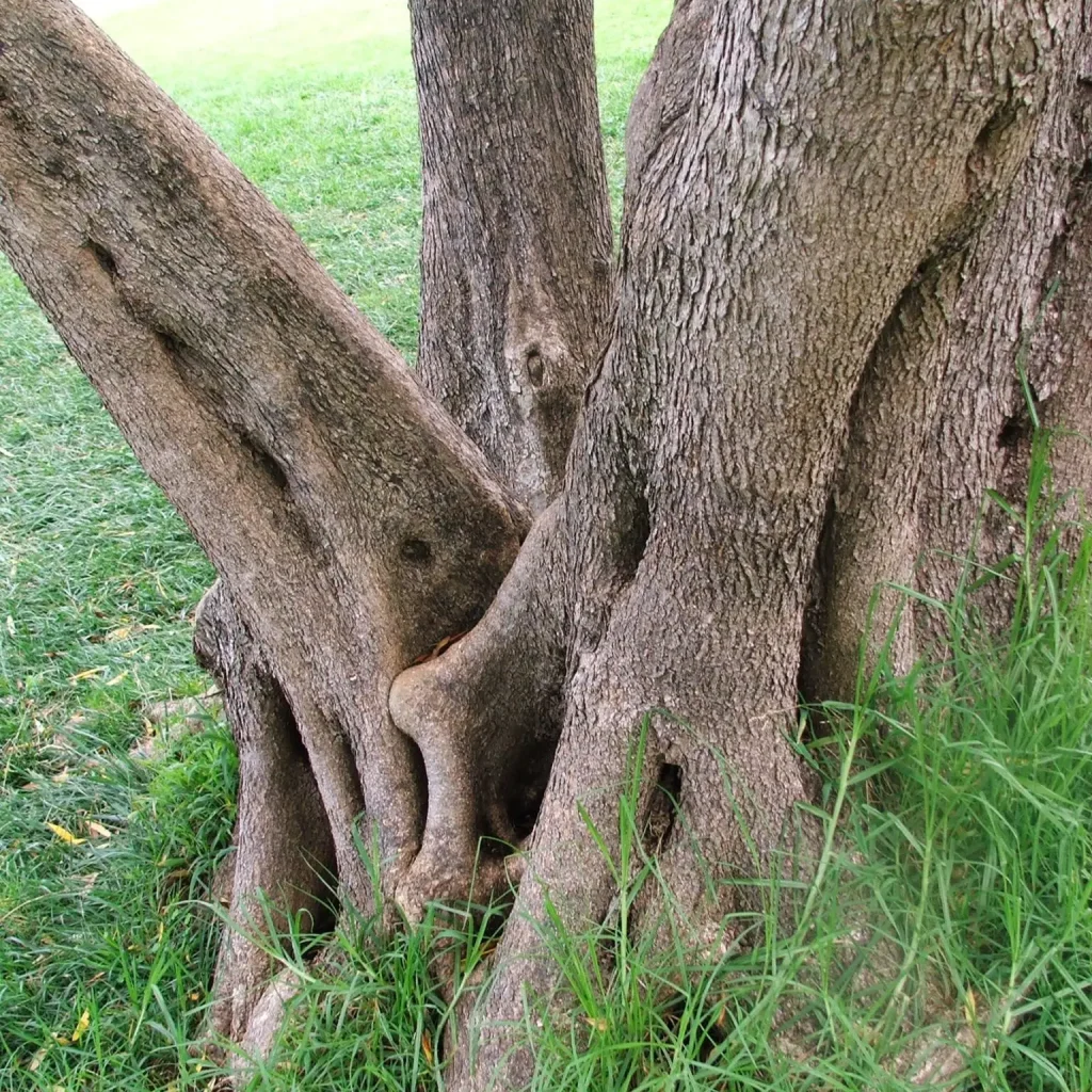 Olien (Olea europaea subsp. africana)