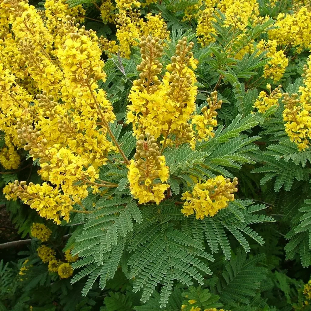 ‘n Doringboom met pragtige geel blomme. Pelt Afr