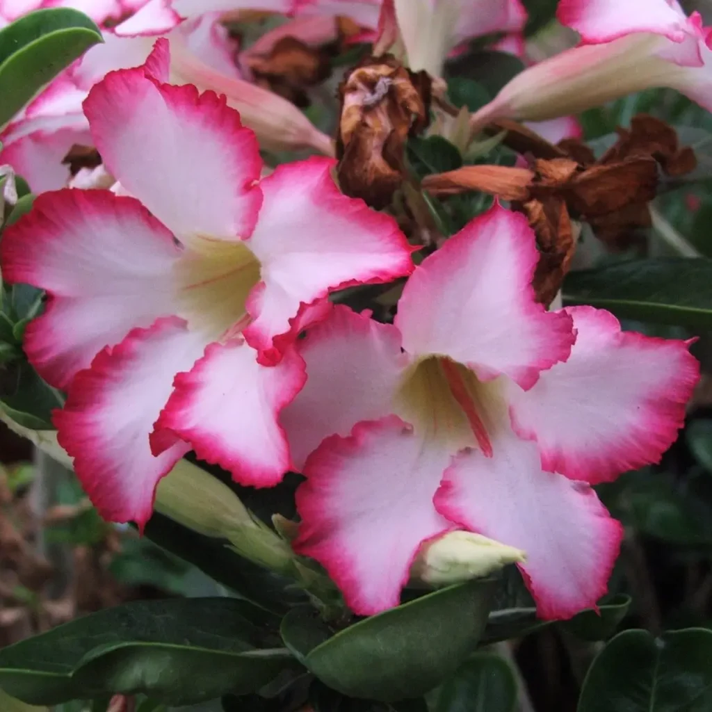 Impalalelie – Adenium Multiflorum