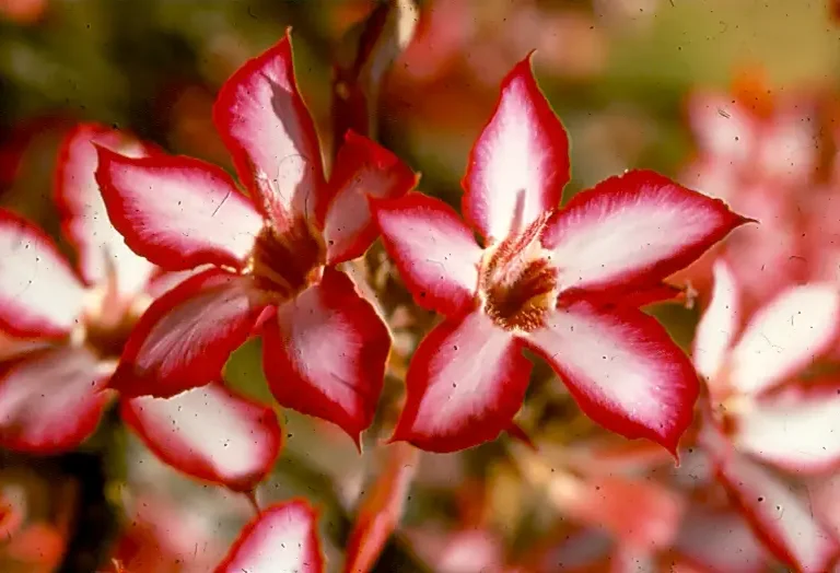 Impalalelie – Adenium Multiflorum