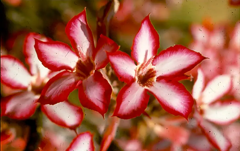 Impalalelie – Adenium Multiflorum