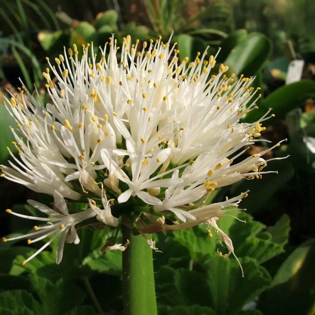 Haemanthus Albiflos