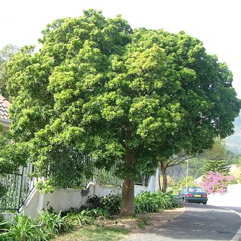 Kassuur (Pittosporum viridifolium)