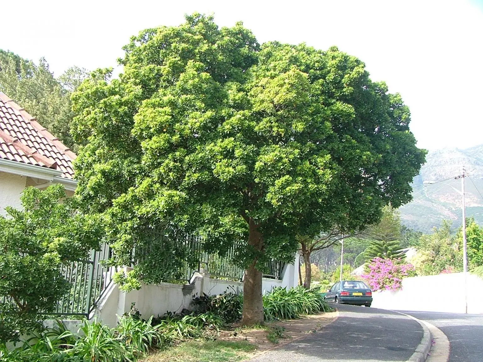 Kassuur (Pittosporum viridifolium)