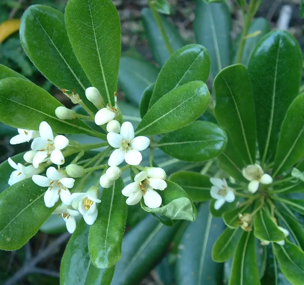 Pittosporum Fl