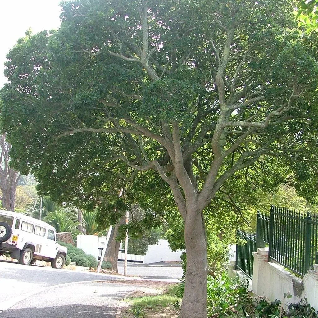 Kassuur Pittosporum viridiflorum