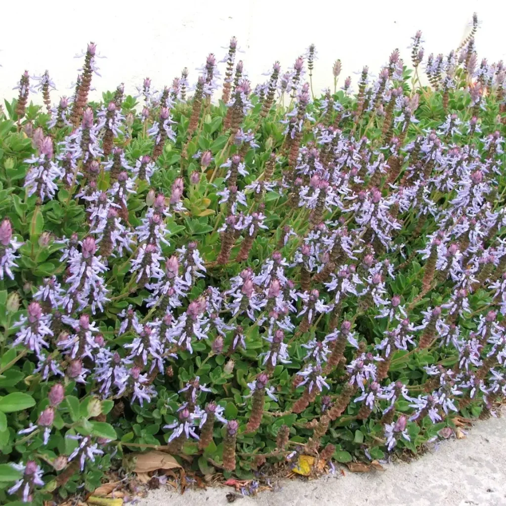 Plectranthus neochilus