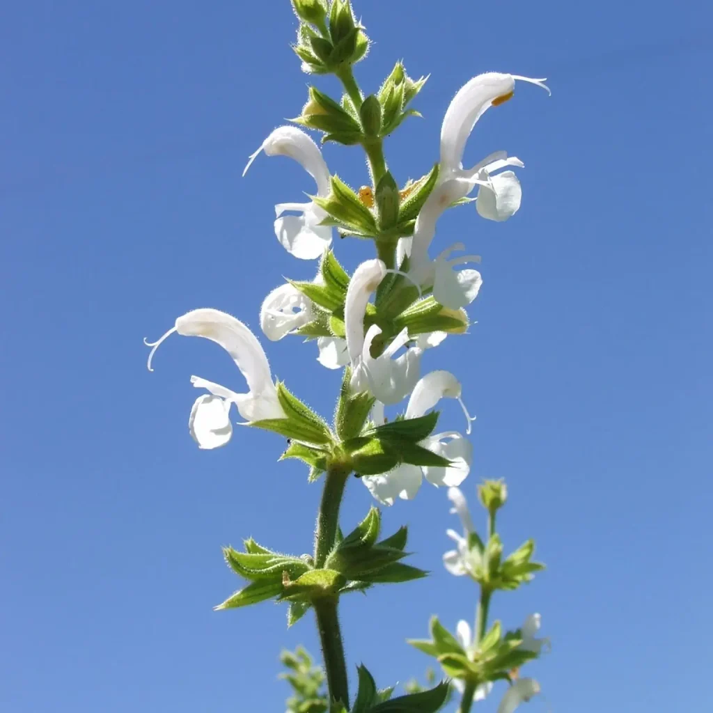 Karoosalie (Salvia disermas)
