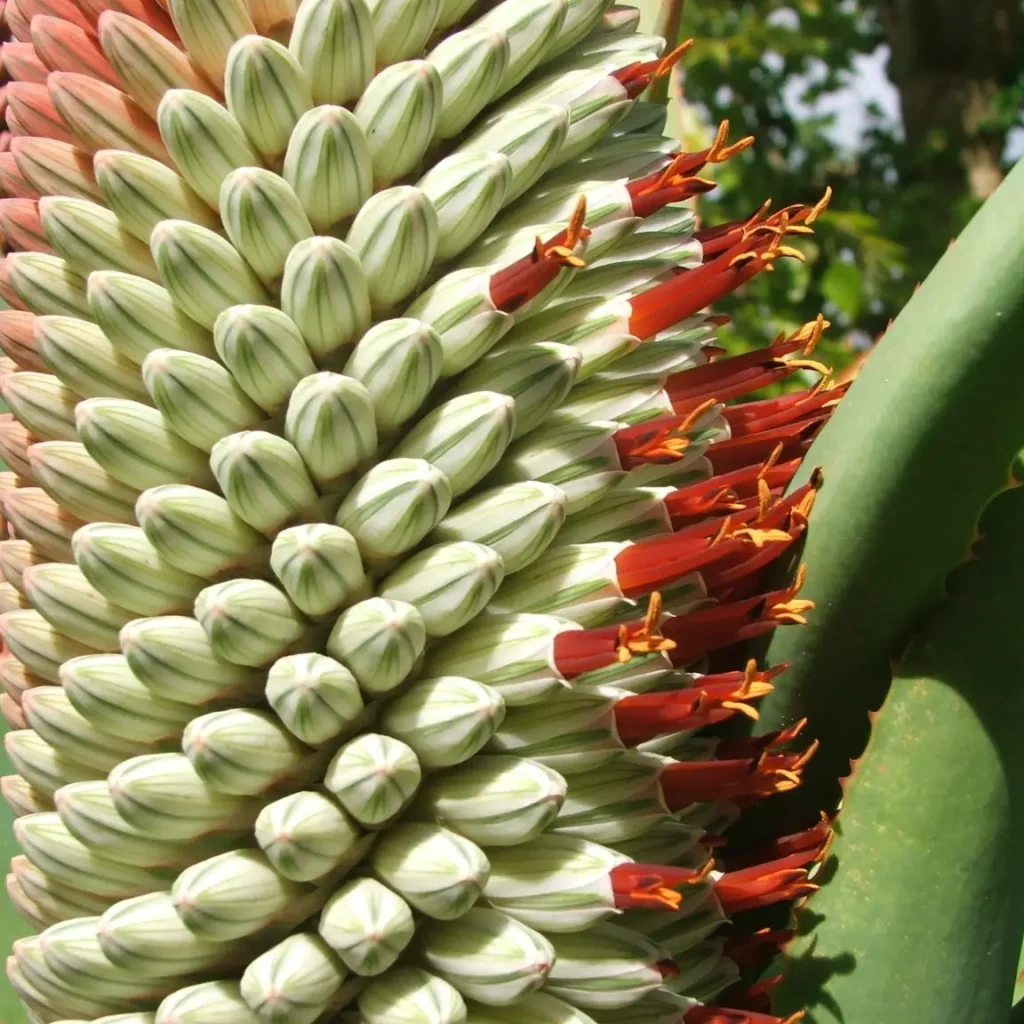 Die slaphoringaalwyn – Aloe speciosa