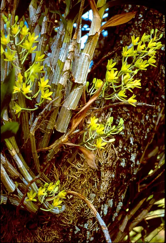 Mopanie-orgidee – Anselia Africana